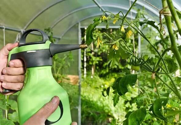 7 Secrets To Get More Tomatoes From Every Single Plant - Tomato Bible