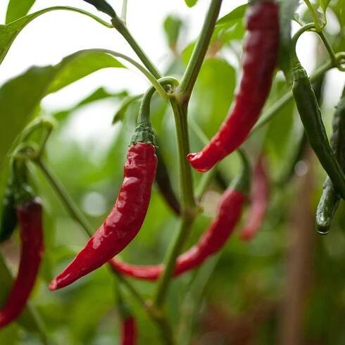 Cayenne Pepper Seed Pack - The Shops at Mount Vernon - The Shops at Mount Vernon