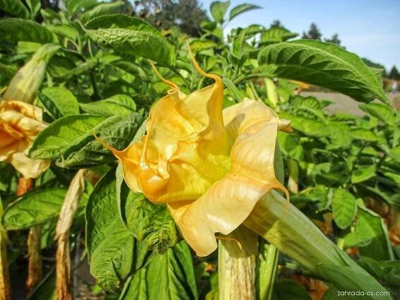 Durmanovec (Brugmansia)