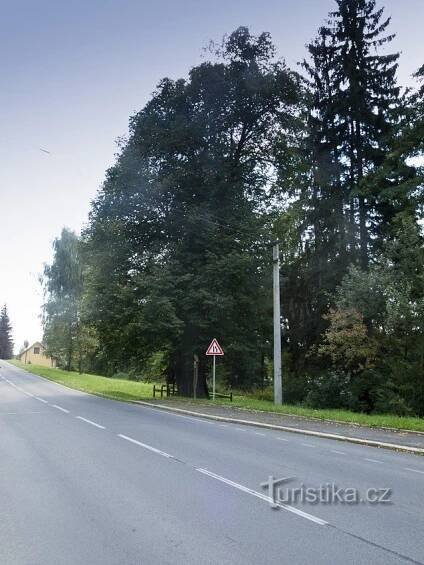 Velká Štáhle – lípa malolistá