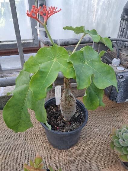 Výstava kaktusů a sukulentů | Výstaviště Flora Olomouc, a. s.