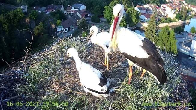 Komín nad prodejnou Flystork: Virtuální pohled do života naších čápů.