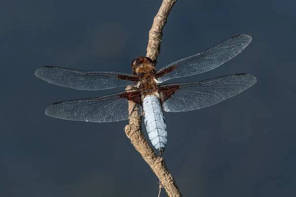 Soubor:Vážka ploská (Libellula depressa) - samec.jpg