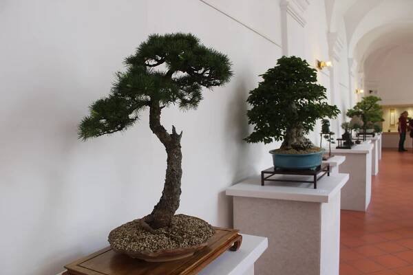 Výstava TB 2022 – TLUSTÁ BÁZE bonsai Jihlava
