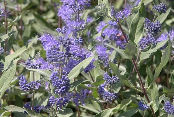 Caryopteris Dark Knight