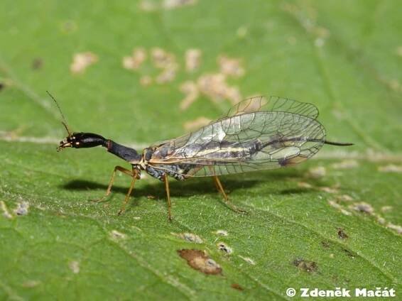 Dichrostigma flavipes - dlouhošíjka žlutonohá | Raphiodiidae - dlouhošíjkovití | Natura Bohemica