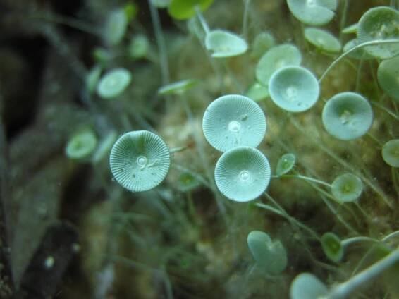 Acetabularia acetabulum | BioLib.cz