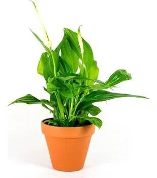 Gardners Spathiphyllum, průměr 9 cm Spatifylum, Lopatkovec, Toulcovka