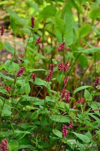Persicaria amplexicaulis 'Inverleith' | Perenniculum