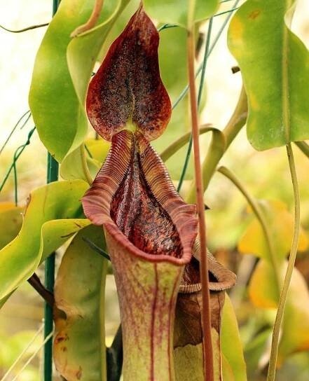 Carnivorous Plant Gallery - Carnivorous Plant Resource