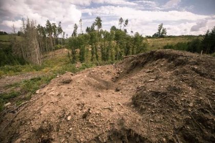 Zlomový rok pro české lesy. Letos můžeme dostat kůrovce pod kontrolu, věří experti