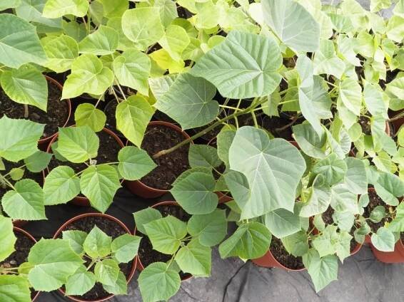 Návod na pěstování paulovnií | Paulownia kirl, tomentosa, shan tong, pao tong Z07, elongata, biomass