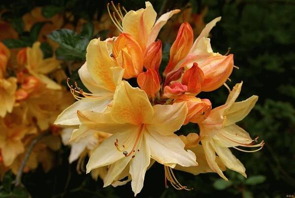 Rhododendron (azalea): domácí péče (59 fotka) | Architektura, konstrukce a návrh interiéru.