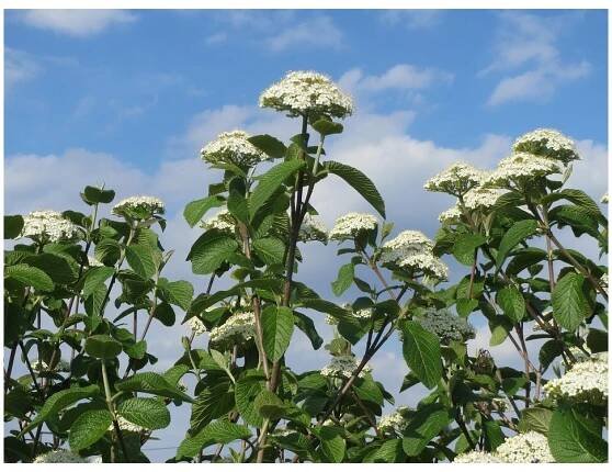 Kalina tušalaj (Viburnum lantana) - Fascinující Paulownia