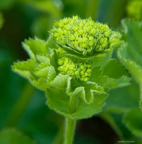 Kontryhel měkký (Alchemilla mollis)