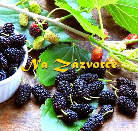 Moruše ZAKRSLÁ ́Mojo Berry ́