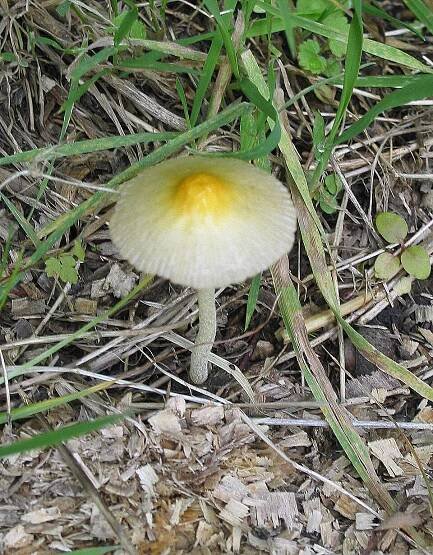 Portail:Mycologie — Wikipédia