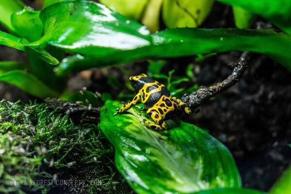 A well-fed fine spot dendrobates leucomelas climbs over a leaf in a vivarium