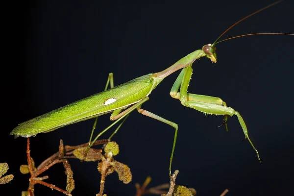 Dictyoptera (Cohort) - Wikispecies