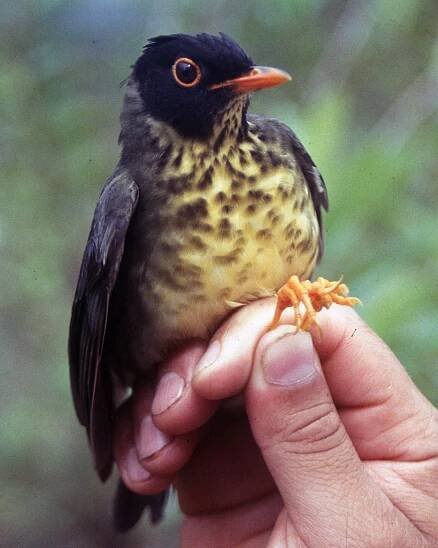 Speckled nightingale-thrush