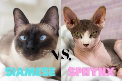Sphynx vs. Siamese Cat? Character Comparison! - Wise Kitten