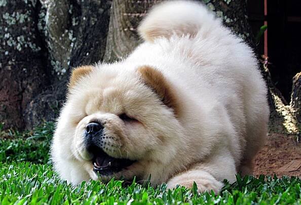 filhote de chow-chow