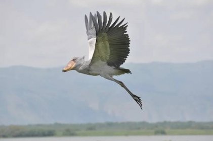 What is a Shoebill stork? - BBC Science Focus Magazine