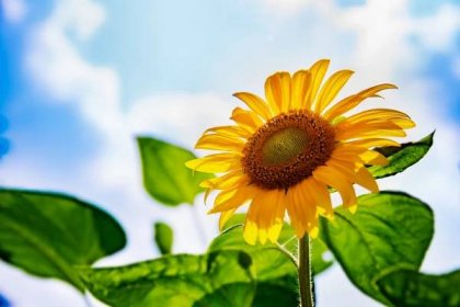 slunečnice v plném květu s modrou oblohou - srpnech - stock snímky, obrázky a fotky