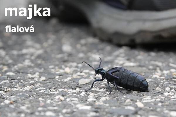 Ekokurz Jizerské hory 8. A – ZŠ Husitská Nová Paka