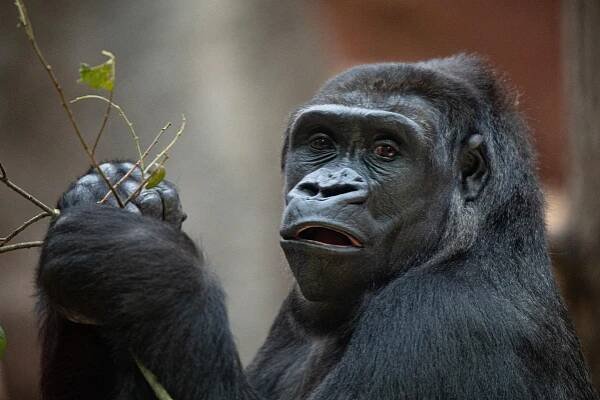 FOTO: Gorilí samička Mobi z pražské zoo oslavila první narozeniny