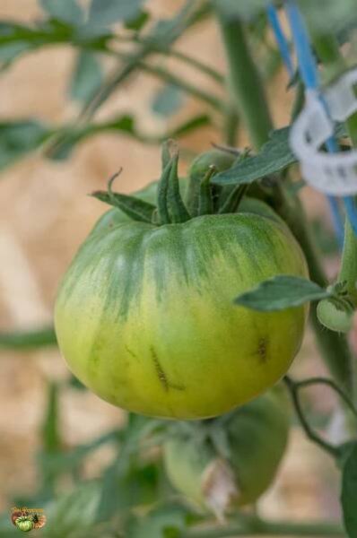 Seedling Follow-up 2019 | Tomatofifou