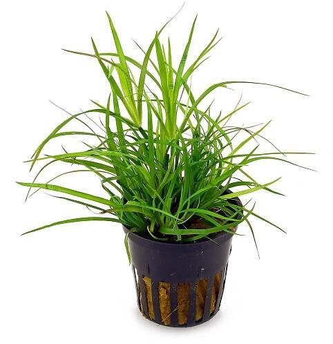 Juncus repens - SLEVA