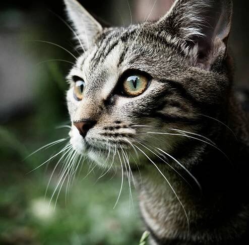 30 000+ nejlepších fotografií na téma Mourovatá Kočka · 100% bezplatné stažení · Základové fotografie Pexels