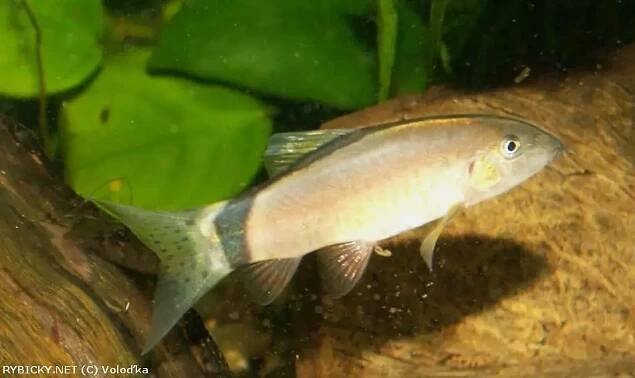 Yasuhikotakia morleti | © L.Czuczor