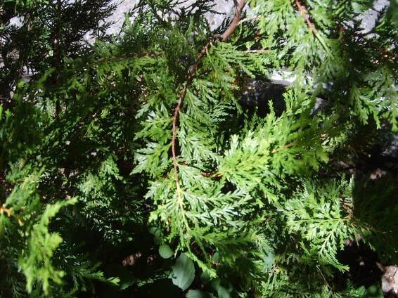 Austrocedrus