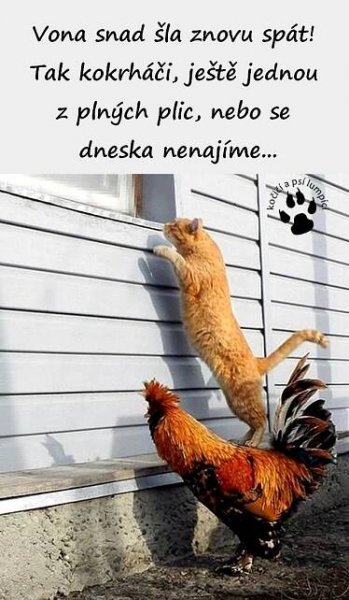 tak trochu vyzobaná slunečnice: humor na červen