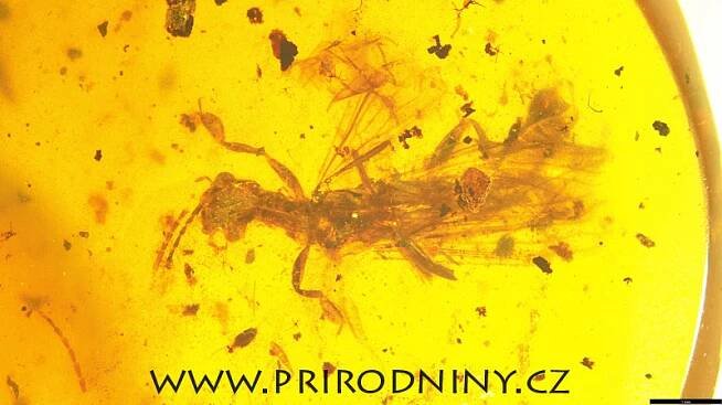 Alienoptera - Přírodniny Vedral