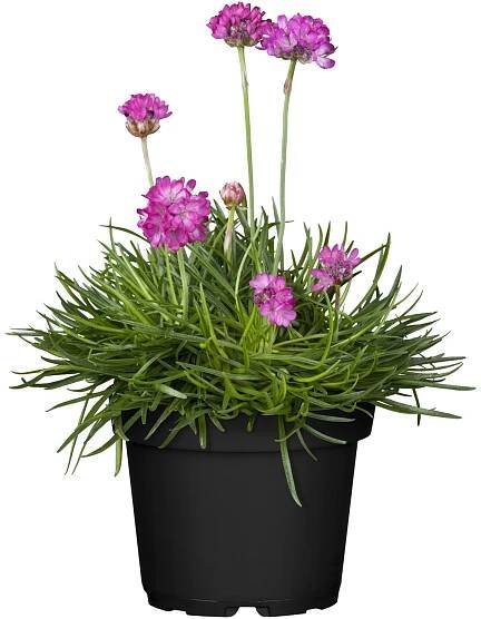 OBI Trávnička přímořská růžová pr. květináče cca 13 cm