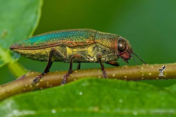 Nature-o-graphy with Uday