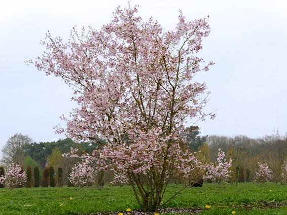 Prunus incisa 'Mikinori'