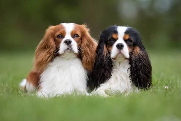 Características Cavalier King Charles Físicas