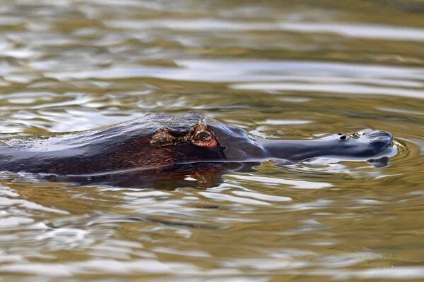 Platypus Status - Australian Platypus Conservancy