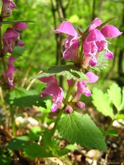 Hluchavka nachová (Lamium maculatum)