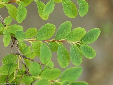 Spiraea ‘Arguta’ – tavolník význačný • Pladias: Databáze české flóry a vegetace