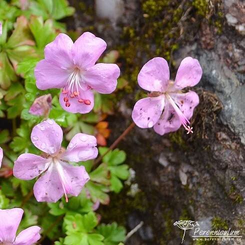 Geranium dalmaticum