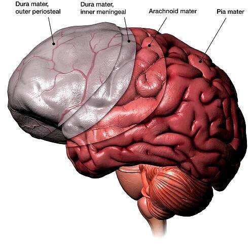meninges membrány lidského mozku označené - mozková plena - stock snímky, obrázky a fotky