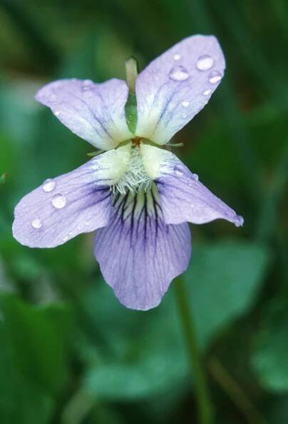Viola affinis, Le Conte – Botanikim