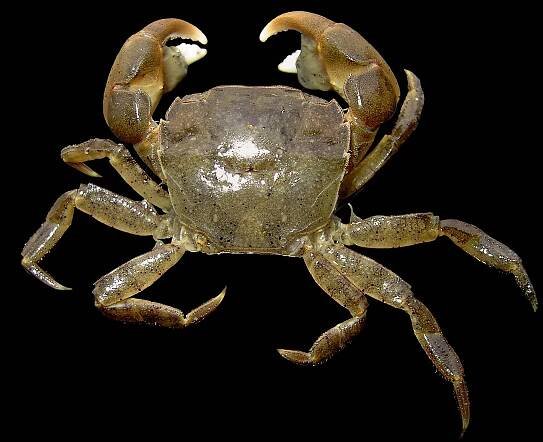 File:Hemigrapsus takanoi.jpg