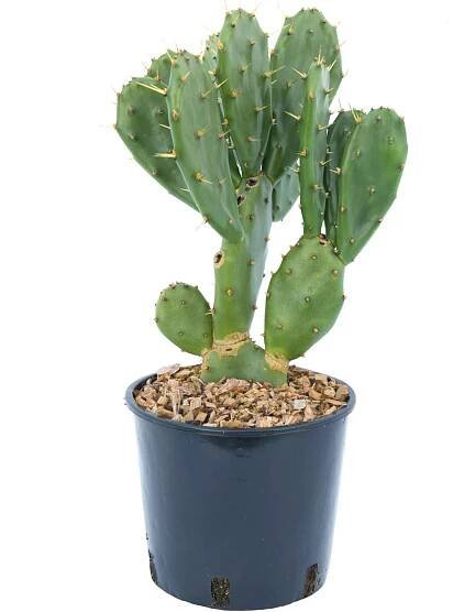 GROW by OBI Opuncie mexická (Opuntia ficus indica) výška 15-20 cm, květináče 3 l nakoupit u OBI