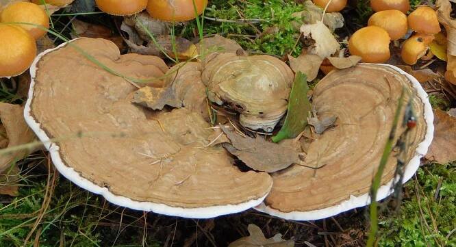 Lesklokorka lesklá (Ganoderma lucidum)